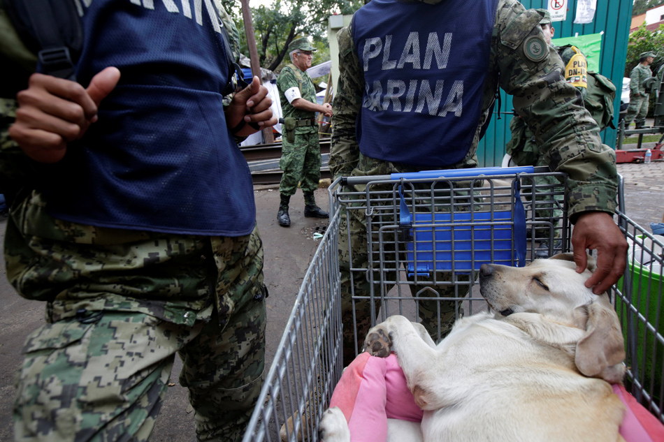 Navy officers take care of rescue dog Frida as she rests on a shopping cart after an earthquake in Mexico City. Jose Luis Gonzalez Reuters