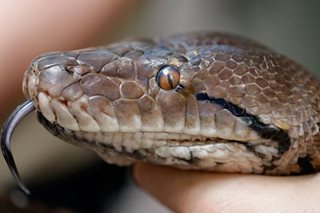 Snakes in the toilet, Killing with 'kindness', and other zany Florida stories