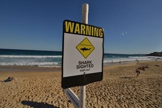 Surfer killed in shark attack off eastern Australia