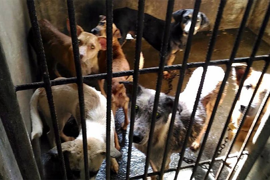 Video of dogs butchered at Indonesian market sparks outrage | ABS-CBN News