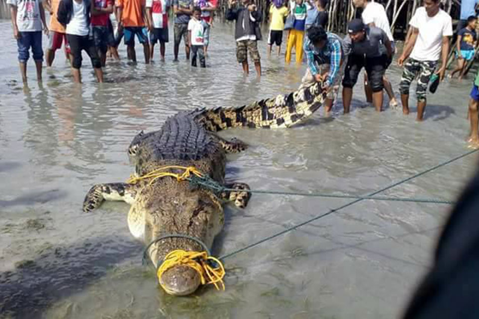 look-16-foot-crocodile-caught-in-tawi-tawi-abs-cbn-news