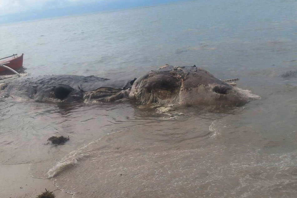 LOOK: Huge 'mystery' sea creature washes ashore in Leyte | ABS-CBN News