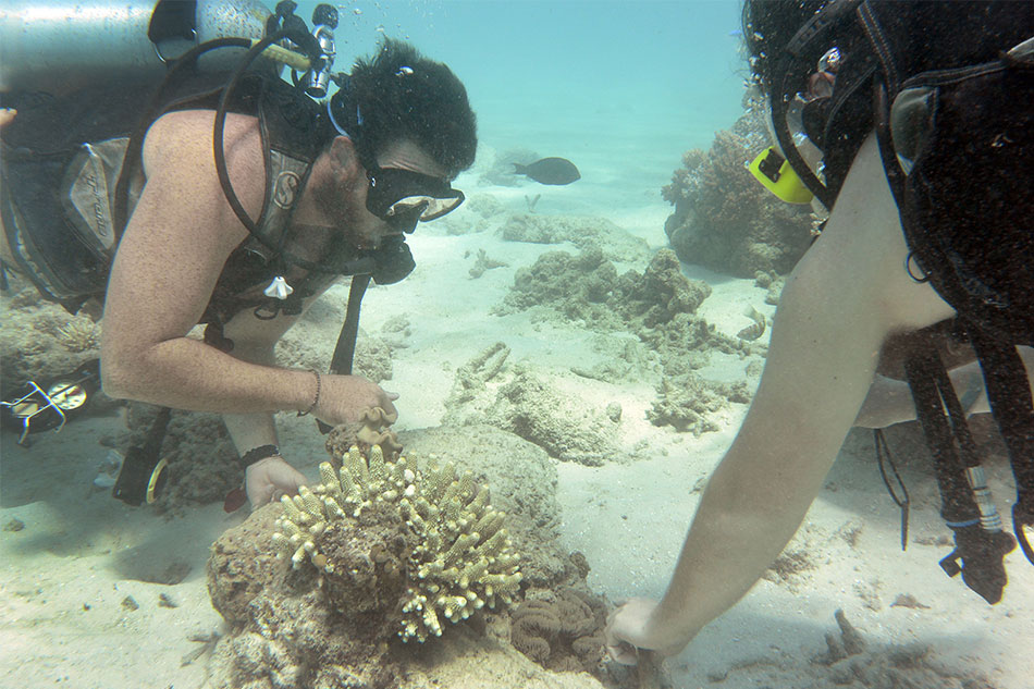 Coral Transplant Raises Barrier Reef Survival Hopes | ABS-CBN News