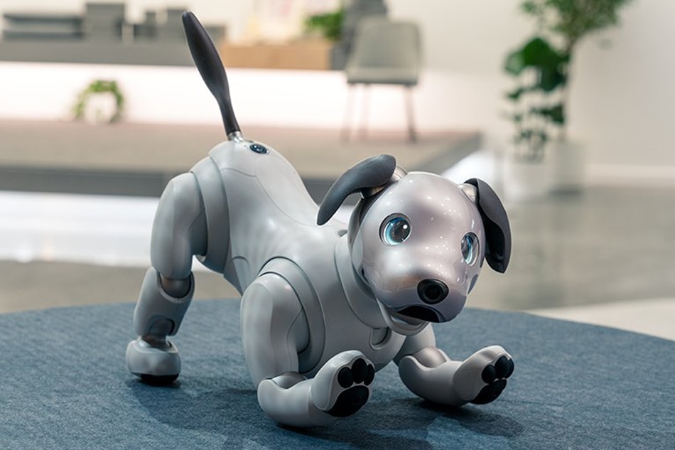 Old dog, new tricks: Sony unleashes 'intelligent' robot ...