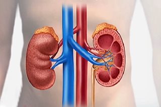 COVID-19 may affect kidney filtering