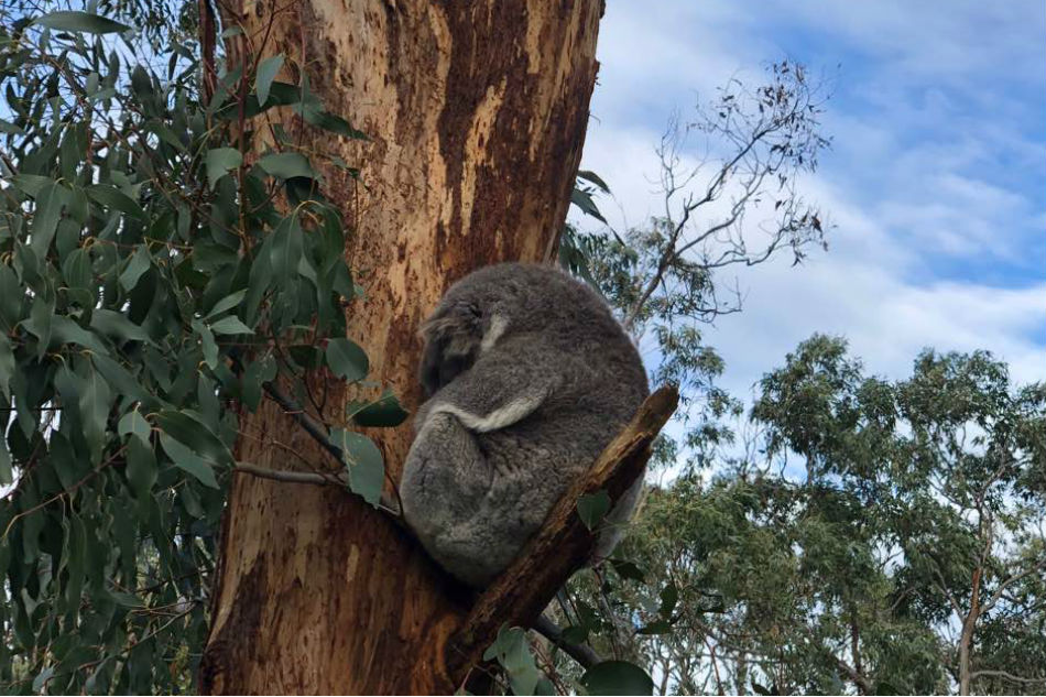 Penguins Sprint Koalas In Day Long Slumber On Australia S Phillip