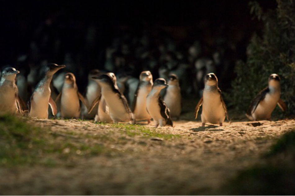 Penguins sprint, koalas in day-long slumber on Australia's ...