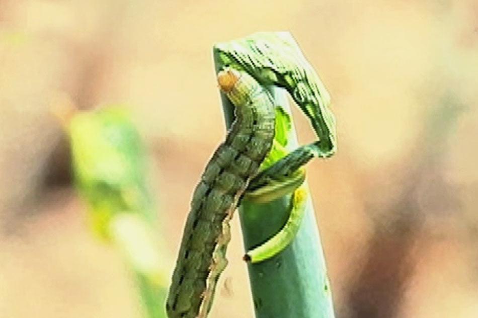 pondo-inihanda-para-sa-mga-magsasakang-apektado-ng-army-worms-abs