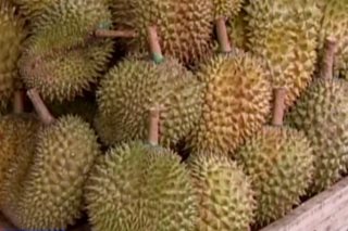 China to start importing durian from PH