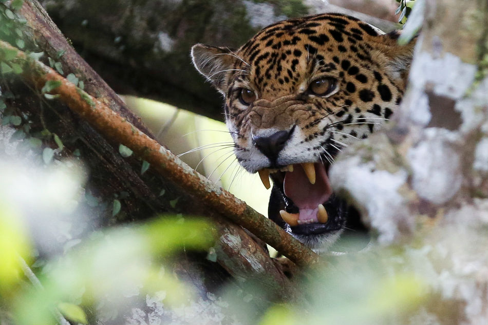 Brazil Jaguars Find Safe Haven From Floods In Rainforest Trees | ABS ...