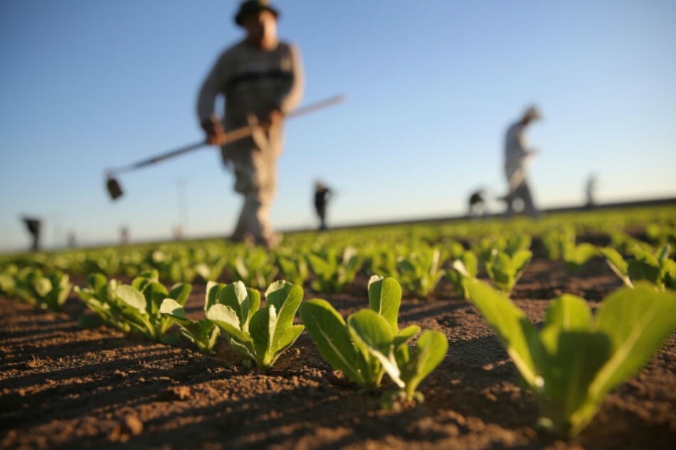 E. coli lettuce outbreak traced to California ABSCBN News