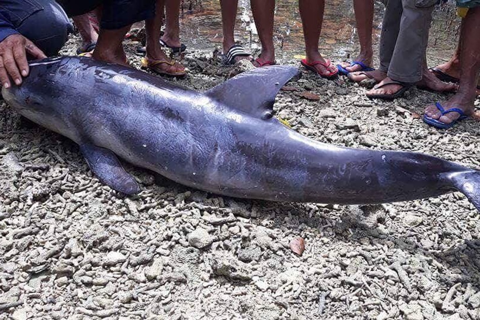 Dead Dolphin Washes Ashore In Basilan | ABS-CBN News