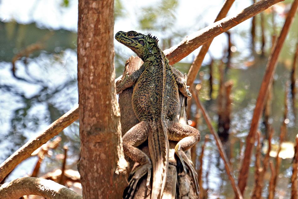 PH sailfin lizards in Misamis Oriental: An unusual case of a community lizard 5