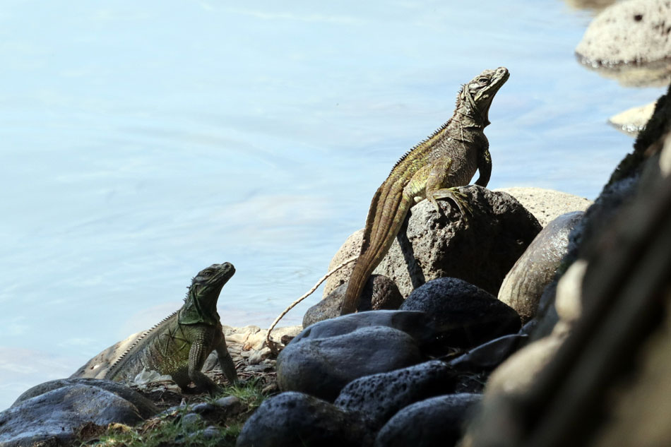 PH sailfin lizards in Misamis Oriental: An unusual case of a community lizard 7