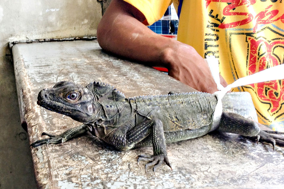 PH sailfin lizards in Misamis Oriental: An unusual case of a community lizard 1