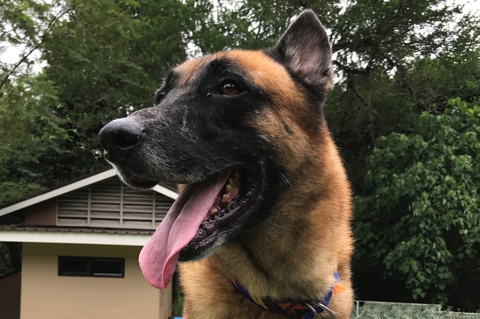 Military dogs find a retirement home at this center 3