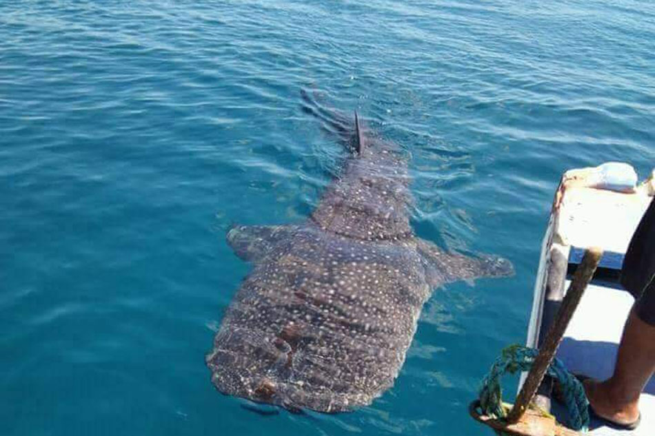 look whale shark spotted in boracay waters abs cbn news