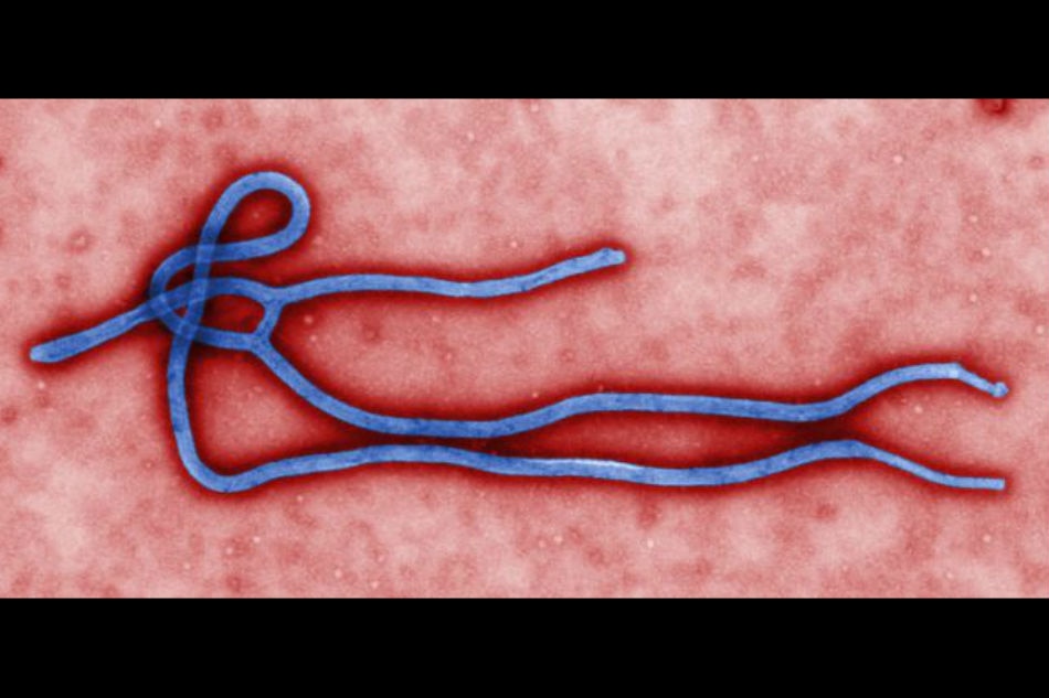 New Ebola virus found in Sierra Leone 1