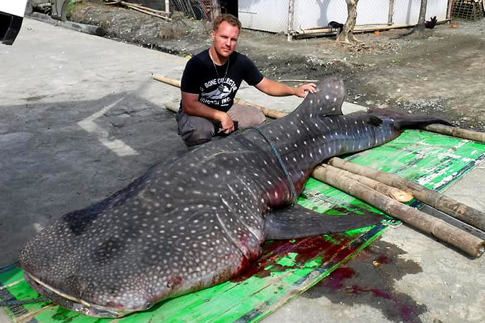 Plastic, food wrappers found inside dead whale shark in Davao 1