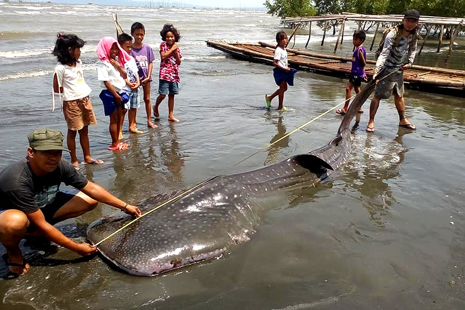 Plastic, food wrappers found inside dead whale shark in Davao 2