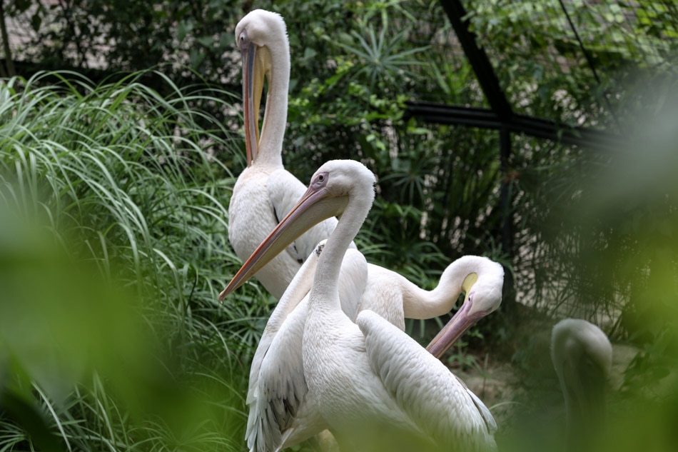 Cebu Safari bids to become PH&#39;s largest with Asia&#39;s longest zipline 5