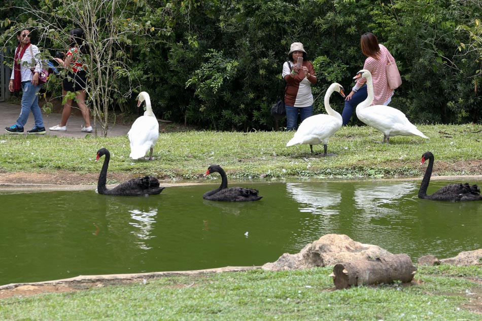 Cebu Safari bids to become PH&#39;s largest with Asia&#39;s longest zipline 1