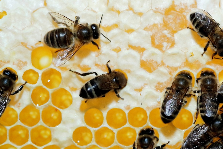 Majority of honey sold in markets contain sugar syrup: DOST 1