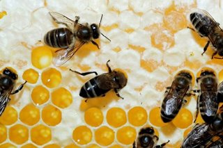 Majority of honey sold in markets contain sugar syrup: DOST