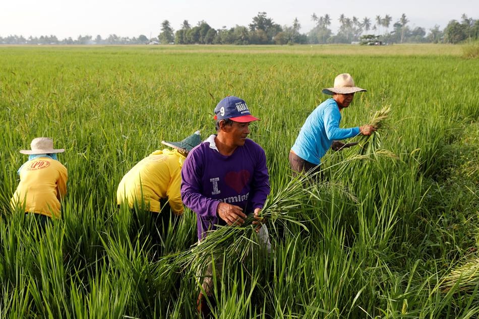Rice prices to stabilize in November: Pi&#241;ol 1