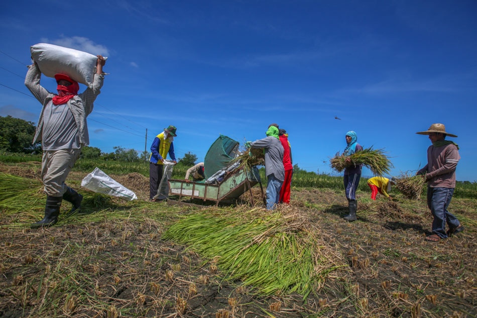 Rush to harvest | ABS-CBN News