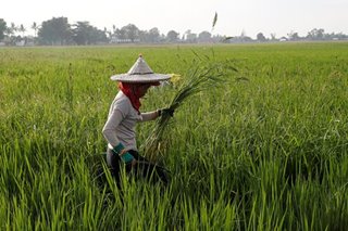 Pangilinan: Farmers worse off after signing of rice tariffication law