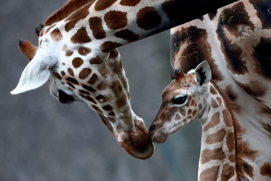 Giraffe subspecies listed as &#39;critically endangered&#39; for first time 1