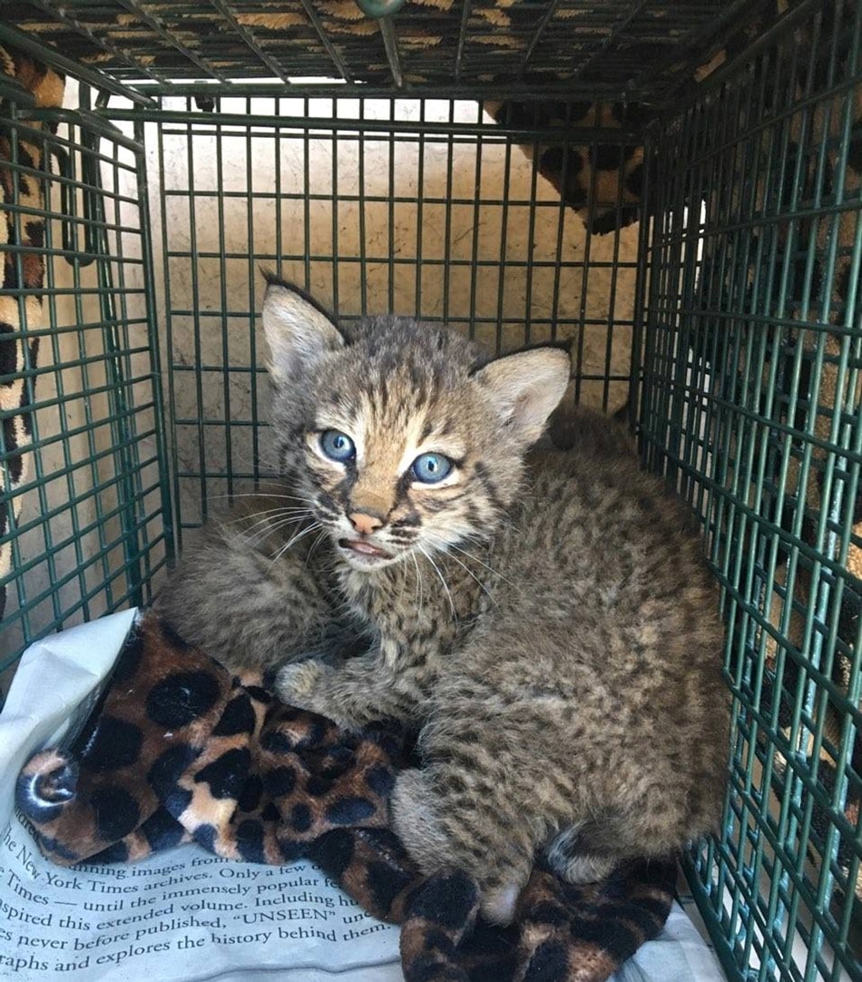 Ouch! Adopted kittens turn out to be wild bobcats ABSCBN News