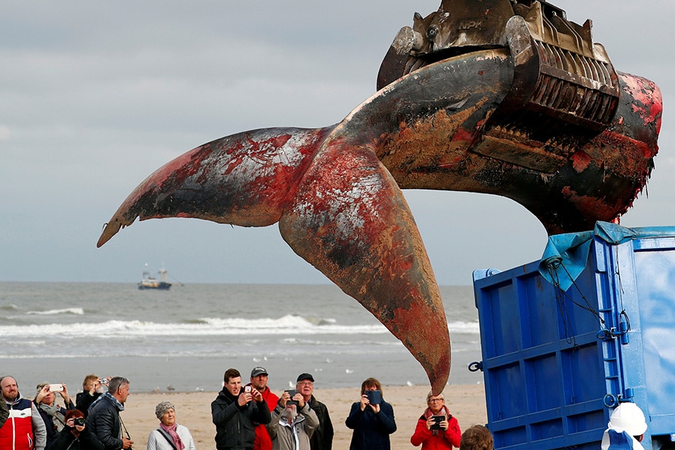 Dead fin whale washes up on Belgian beach 1
