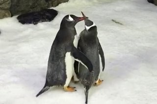 Let's talk about gay penguins: Munich zoo joins Pride week