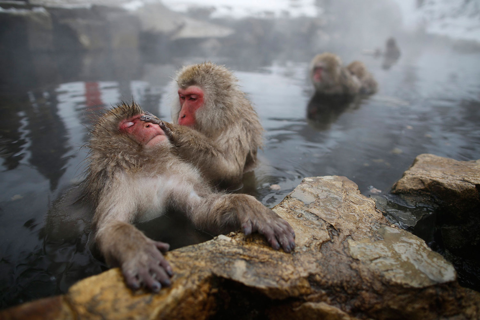 hot-spring-likely-helping-japanese-monkeys-reduce-stress-study-abs