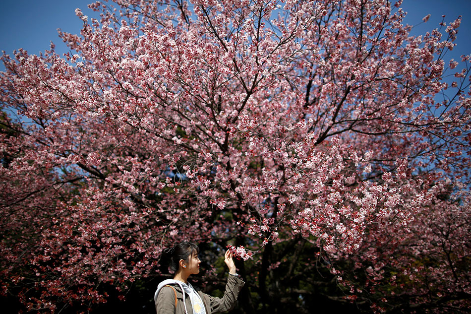 Spring Comes To Tokyo With First Cherry Blossoms Abs Cbn News A Visitor Looks At Early Flowering Kanzakura Cherry Blossoms In Full Bloom The Shinjuku Gyoen National Garden Tokyo An March 14 2018