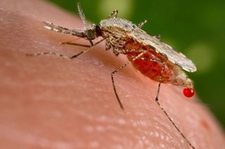 Malaria deaths rise by 69,000 in 2020 due to COVID-19