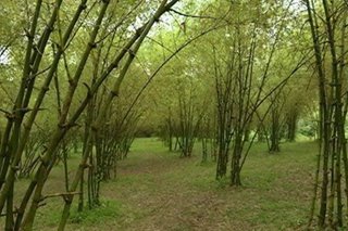 'Biggest policy shift': Cimatu pushes to prioritize bamboo in tree-planting efforts