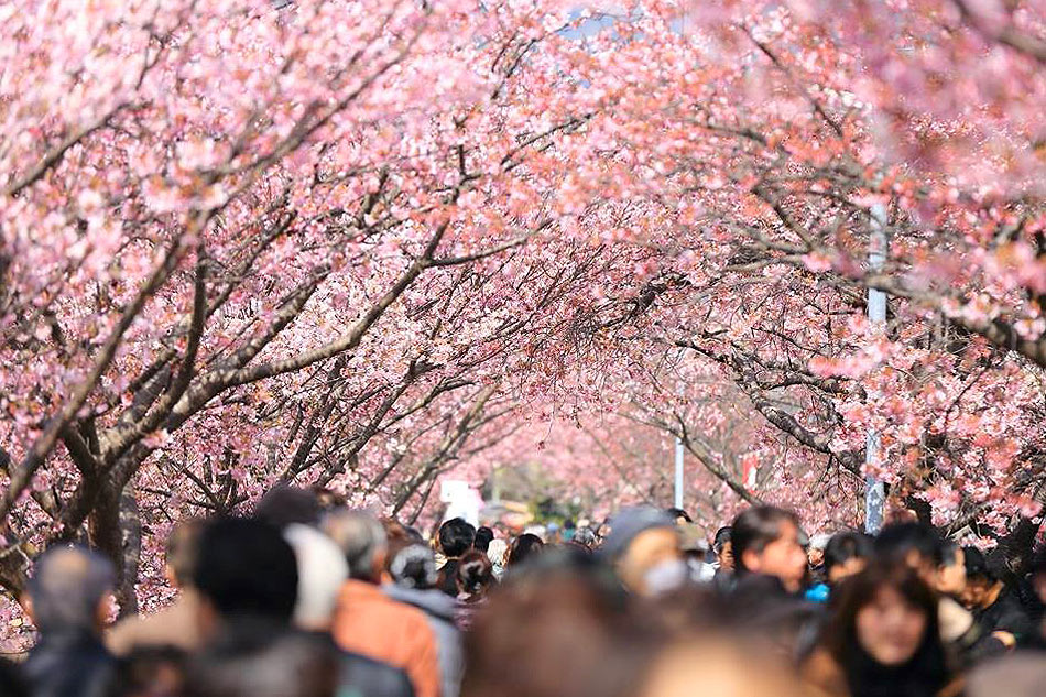 How to get the best sakura experience in your next travel 1