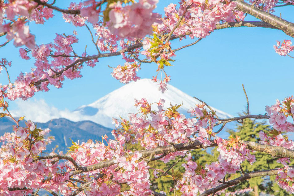 How to get the best sakura experience in your next travel 2