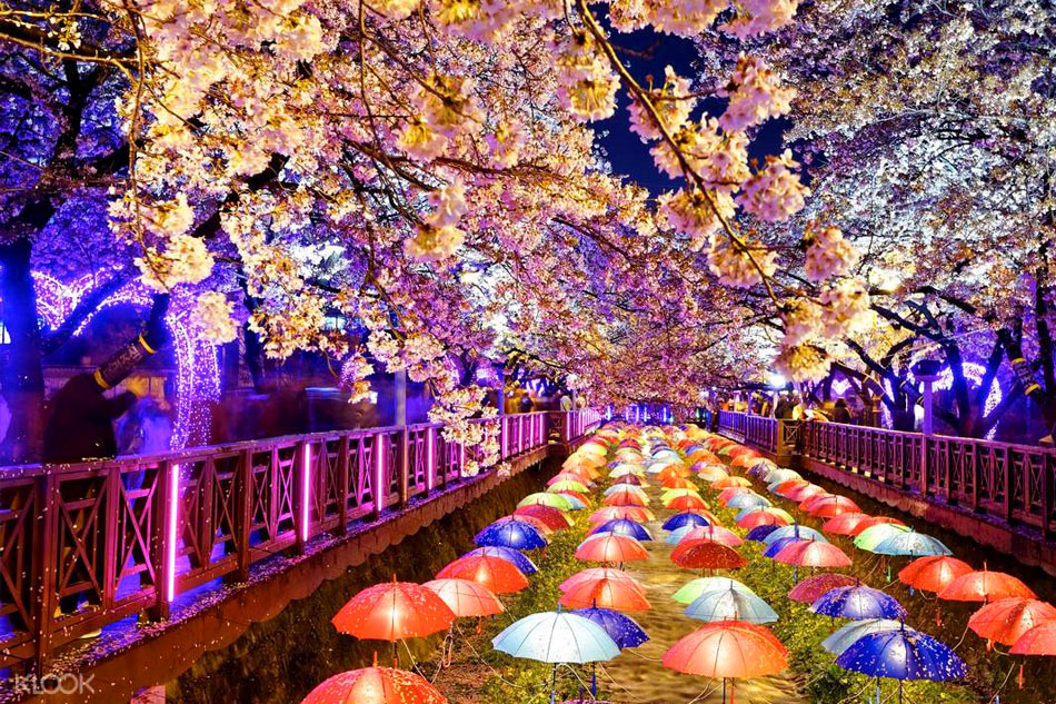 How to get the best sakura experience in your next travel 4