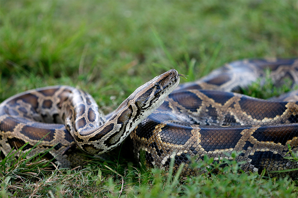 Python patrols stalk Florida swamps to staunch marauding serpents | ABS ...