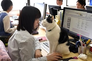 Japan's pet-friendly firms enjoying unexpected benefits