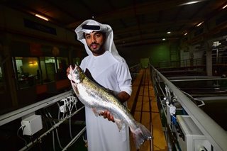 In the deserts of Dubai, salmon farming thrives