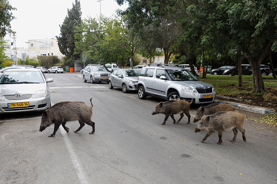 Boorish boars hog highways in Israel&#39;s Haifa 1