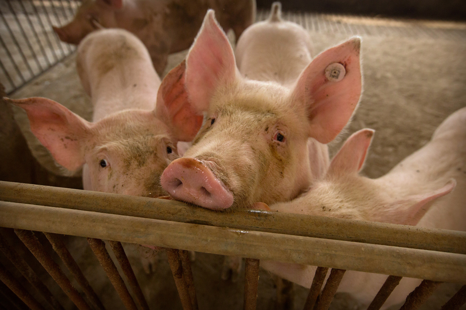 Philippines Bans Pig Imports From Laos Due To Swine Fever WTO ABS 