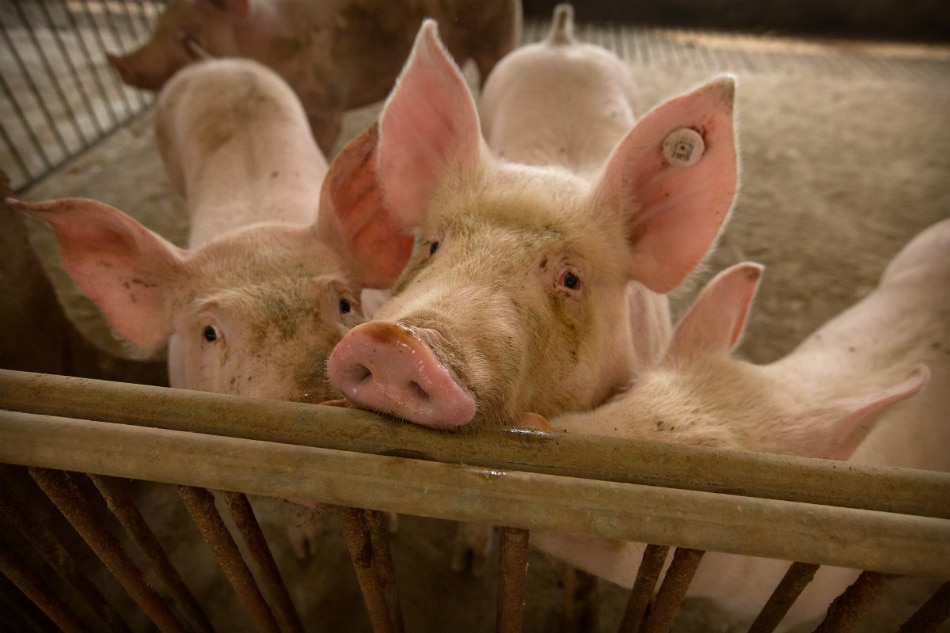 Millions of small pig farmers in Asia threatened by swine fever outbreak 1