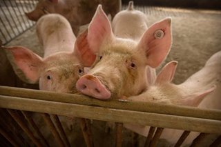 DA hinimok na tutukan farmgate price ng baboy