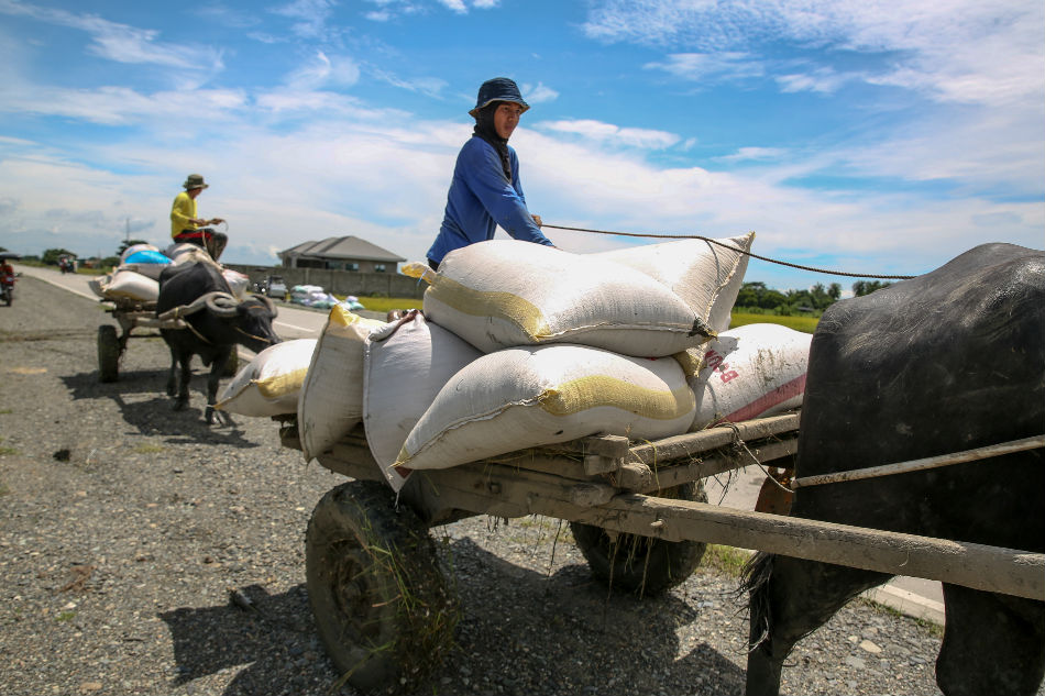  Workers take advantage of the good weather to harvest and transport palay crops along a highway in Guimba, Nueva Ecija. Some farmers claimed prices of palay dropped to as low as P7 per kilo after the rice tariffication law took effect in March. Sept. 13, 2019. Jonathan Cellona, ABS-CBN News/File